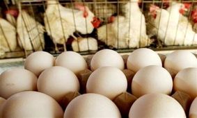 سفر به ایران قدیم؛ ۱۰ میلیون تخم‌مرغ و ۱۰۰هزارتن برنج از آمریکا رسید