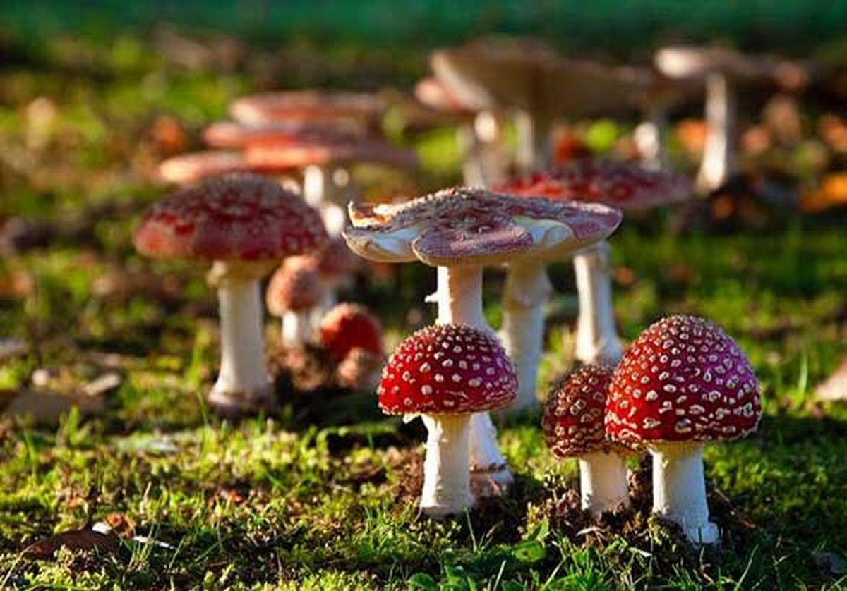 هشدار نسبت به برداشت قارچ‌ های سمی و خودرو