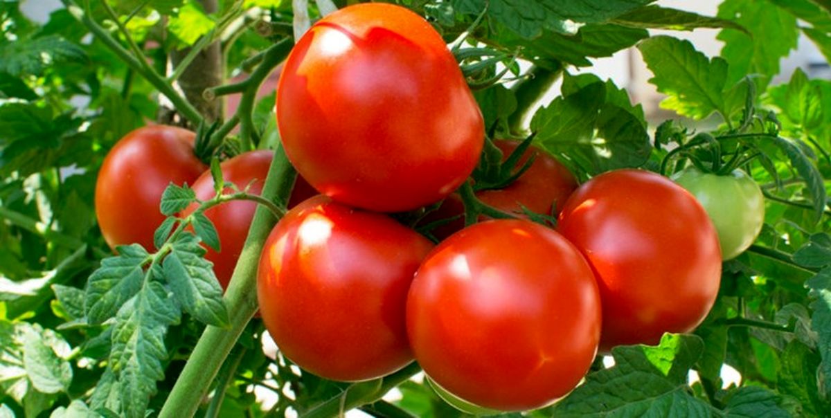 صف گوجه در اهواز/داستان تکراری سودجویانی در میدان الغدیر/گوجه کیلویی 25 هزار تومان!