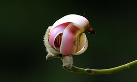 این گیاه ۱۵۰۰ ساله، زیباترین گل جهان است