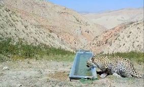 رهاسازی پلنگ شهمیرزاد در زیستگاه با تأیید سلامت کامل

